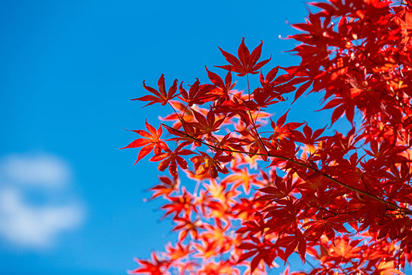 成都租車看紅葉，最全紅葉觀賞大全獻給你